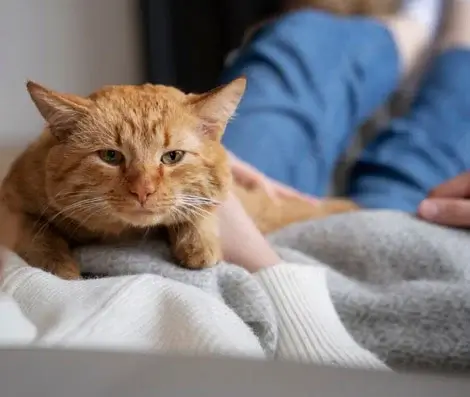 cat
