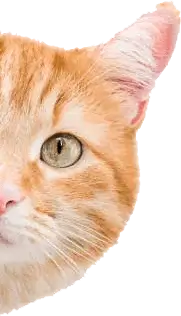 Banner Cat Mobile Image