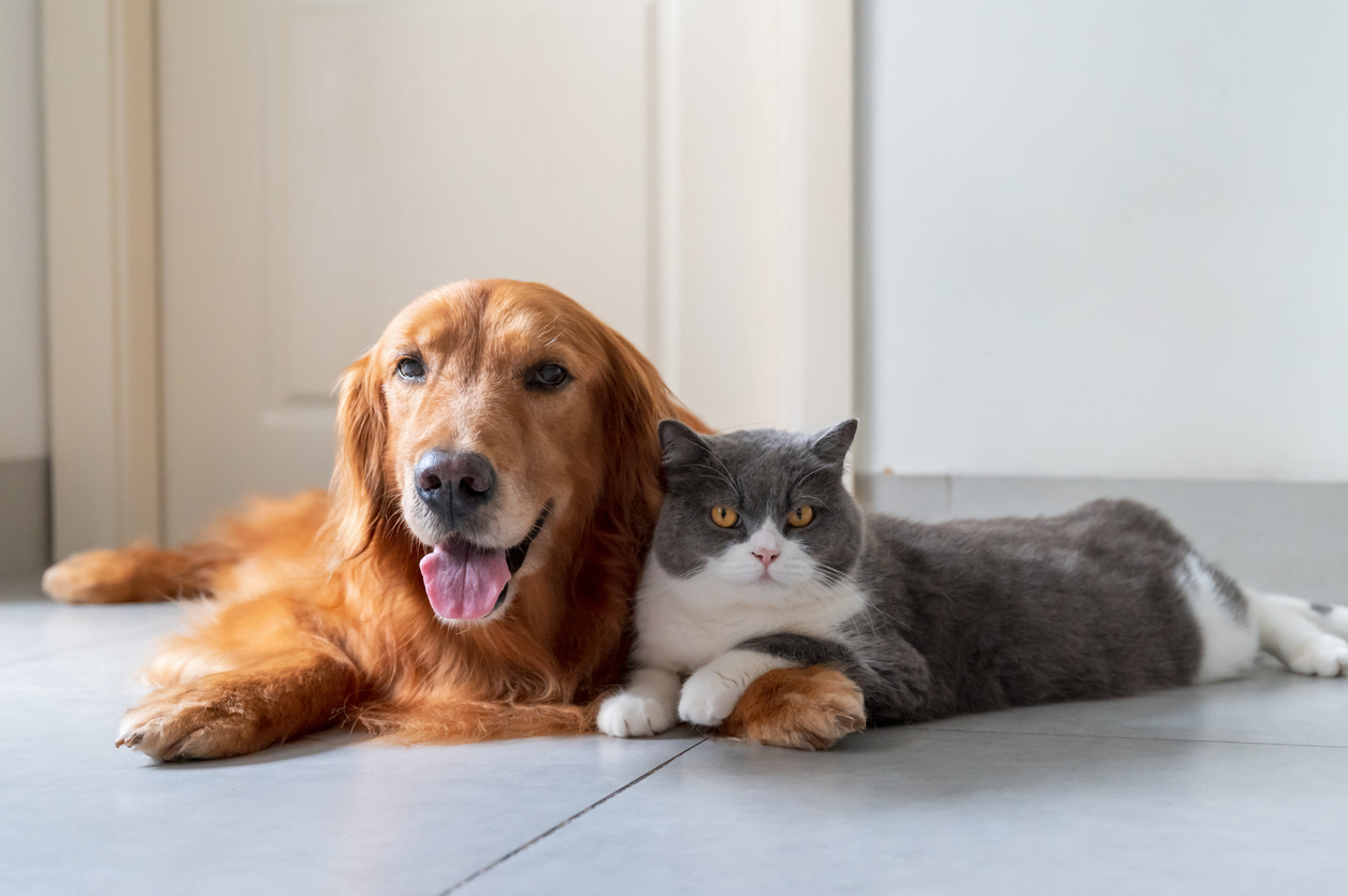 Dog Cat Illustration